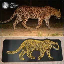 Leopard sign - Nuwejaars SMA female
